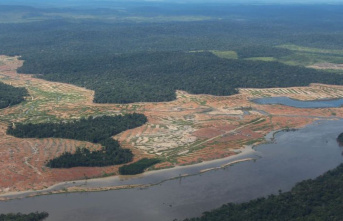 Rainforest: Amazon protection: Activists call for...
