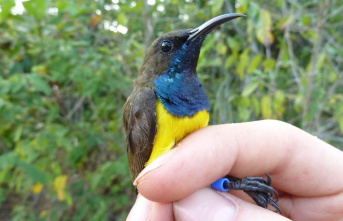 Animals: New species of colorful birds discovered...