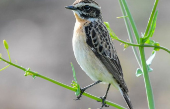 Nature: Whinchat and tree sparrow lead in annual bird...