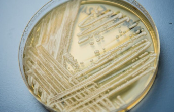 Diseases: WHO warns of life-threatening fungal diseases