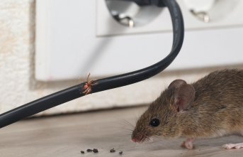 Rodent plague: Drive away mice: That's why live...