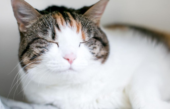 Pet study: Researchers find out how to win over cats...