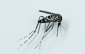 Invasive species: Asian tiger mosquito continues to...