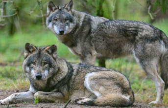 Nature: Wolves continue to proliferate - more livestock...