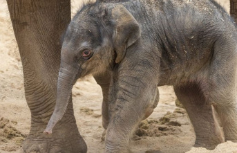 Animals: Naturally conceived baby elephant born at...
