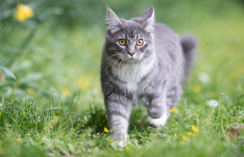 France: Family is moving - cat walks 400 kilometers...