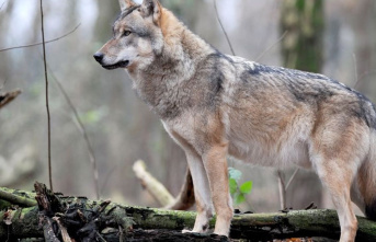 Study: Career boost: parasite turns wolves into pack...