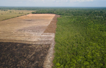 Environment: Less deforestation in the Brazilian Amazon