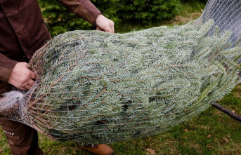 Custom: Prices for Christmas trees remain stable
