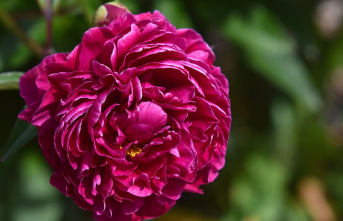 Gardening tips: Pruning peonies: This is how to keep...