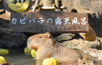 Animals: Japan's capybaras also love hot baths...