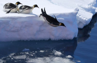 Penguins and whales in danger: Antarctic meeting without...