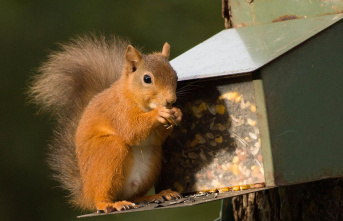 Feeding: Feeding squirrels: How to help rodents find...