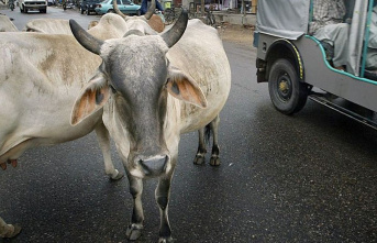 Colorful: Indians left cows on the street - have to...