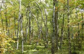 Nature: The downy birch is tree of the year