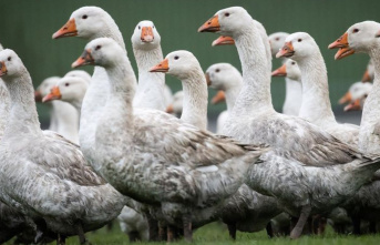 Hospitality: Bird flu and Ukraine war: Christmas geese...