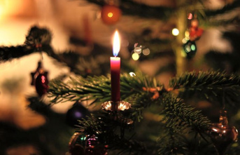 Tradition: 17,601 Christmas trees imported to Saxony-Anhalt