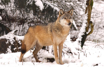 Limited protection of wolves: Ursula von der Leyen...