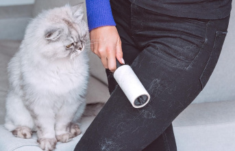 Gadgets for pet owners: removing cat hair: effective...