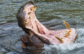 Uganda: Hippo swallows two-year-old boy - and spits...