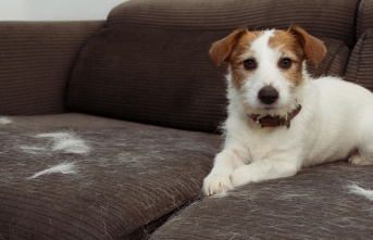 Practical tips: Removing dog hair - a guide for all...