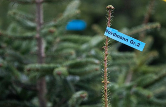 Advent season: These Christmas trees have a particularly...