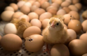 Foodwatch: The whereabouts of male chicks since the...
