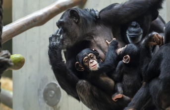 Sweden: Chimpanzees escape from zoo - four are shot