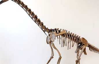 Researchers: The dinosaur Europasaurus was probably...