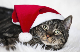 Tips for pet owners: Cats and Christmas – this is...