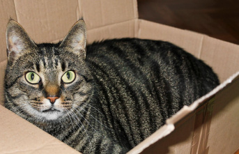 An animal in the package: Burrita the cat is accidentally...