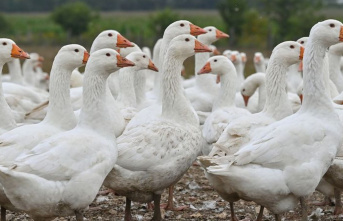Food: More expensive holiday goose - bird flu has...