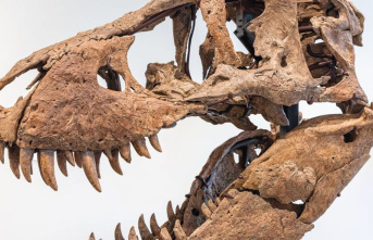 Auctions: T-Rex skull sold for $6 million
