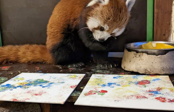 Tiergarten Kleve: Panda painting should finance species...