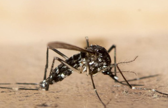 Diseases: In southern Europe, tropical tiger mosquitoes...