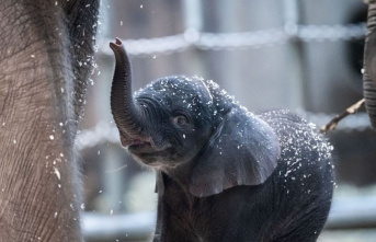 Wuppertal Zoo: Elephant euthanized because of tetanus...