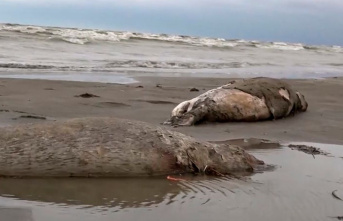 Environment: Hundreds of dead Caspian seals found...
