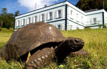 St. Helena Island: The oldest tortoise in the world...