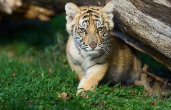 Neukölln: tiger girl in Berlin clan villa - regulatory...
