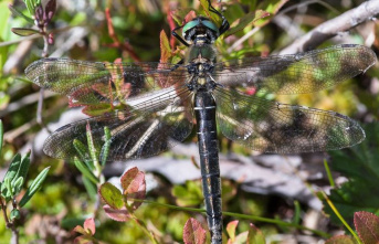 Animal welfare: Alpine Emerald Dragonfly is "Dragonfly...