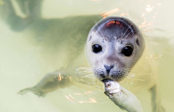 Animal welfare: North German seal stations raise around...