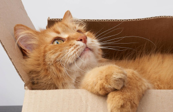 Animal behavior: Cats love cardboard boxes - this...