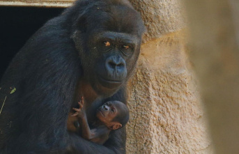 Animals: German zoo puts baby gorilla to sleep after...