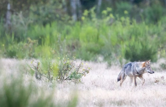 Animals: Sweden: Big wolf hunt to slow down the spread...