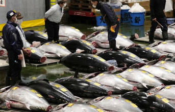 New Year's auction: tuna in Tokyo achieves 259,000...
