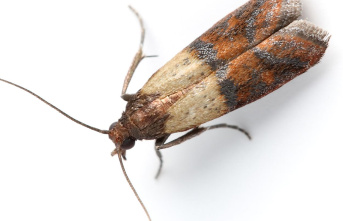 Kitchen plague: fight food moths: This is how you...