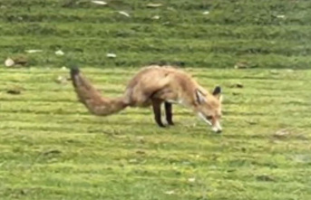England: Family films fox with two legs in their garden