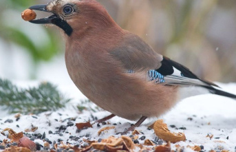 Wildlife: population counts winter birds - does the...