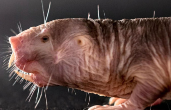 Behavioral research: The latest naked mole-rat research...