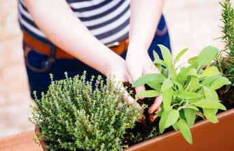 Fresh green: plant herbs: this is how you can grow...